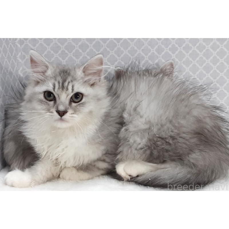 販売中の岐阜県のミックス-135289の2枚目