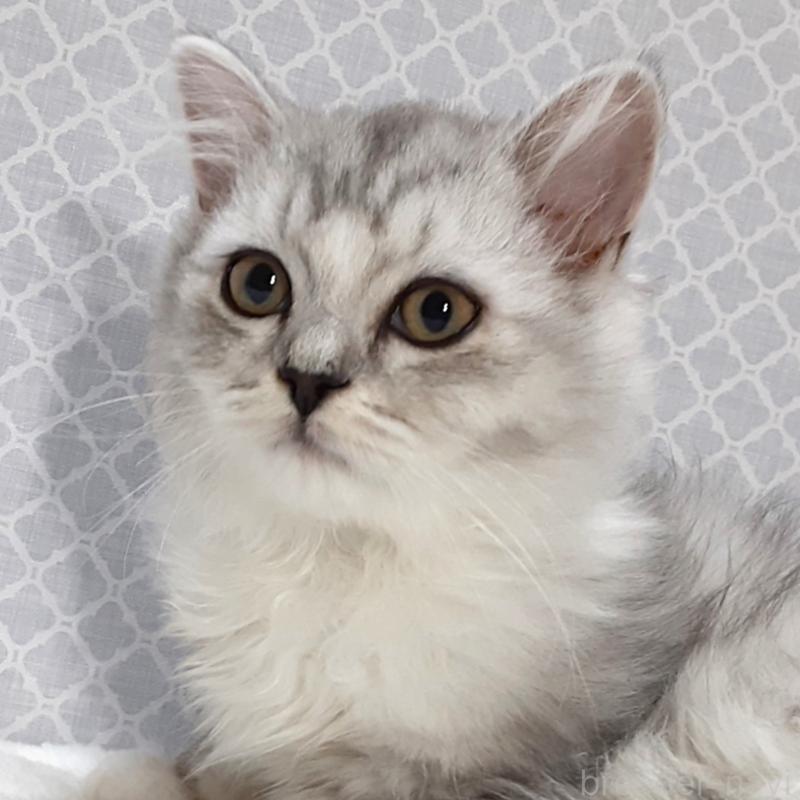 販売中の岐阜県のミックス-135290の4枚目