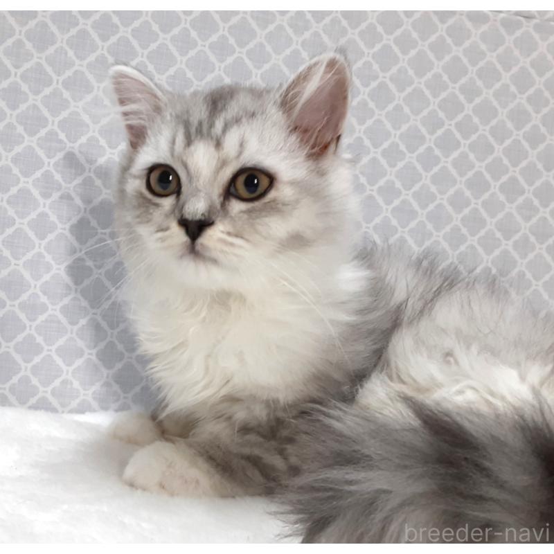 販売中の岐阜県のミックス-135290の3枚目