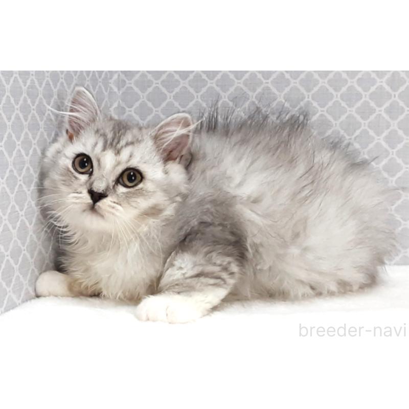 販売中の岐阜県のミックス-135290の2枚目