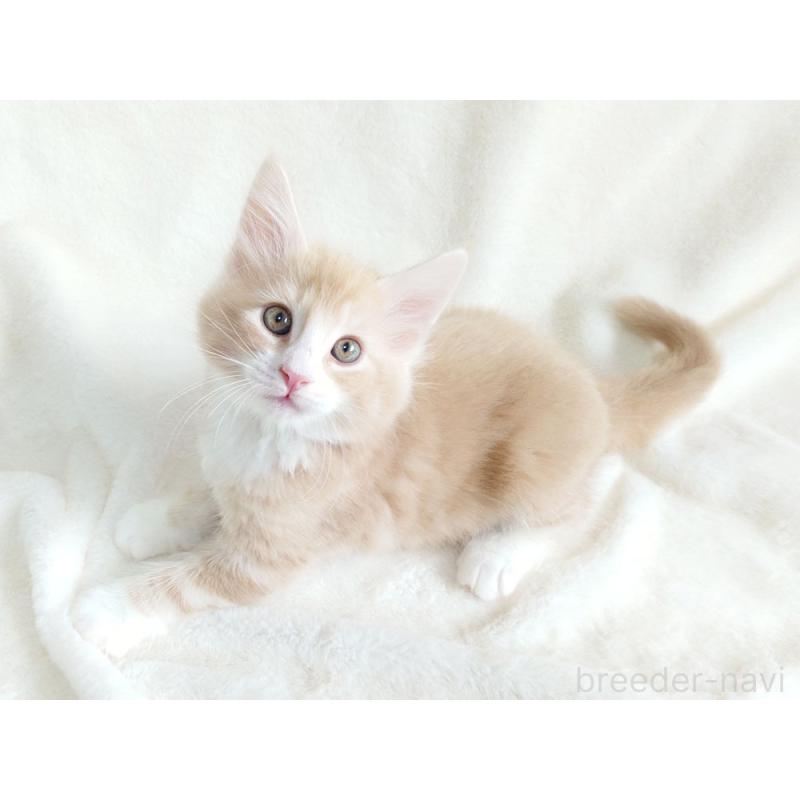 商談中の東京都のノルウェージャンフォレストキャット-130925の8枚目