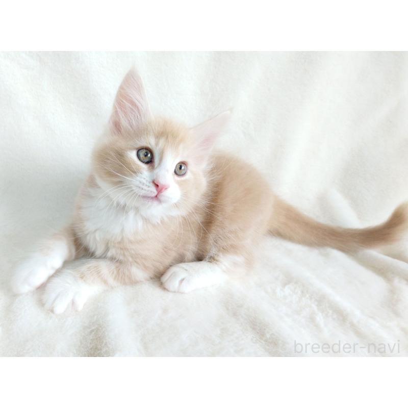 商談中の東京都のノルウェージャンフォレストキャット-130925の7枚目