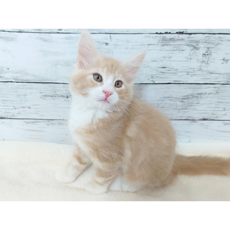 商談中の東京都のノルウェージャンフォレストキャット-130925の6枚目