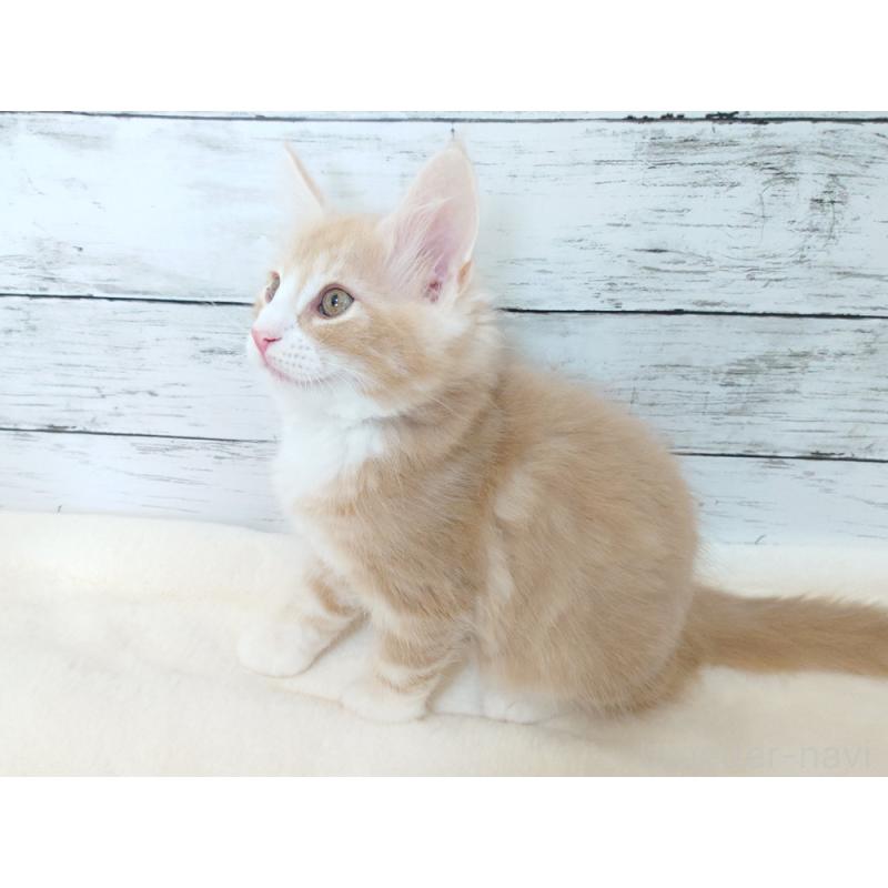 商談中の東京都のノルウェージャンフォレストキャット-130925の5枚目