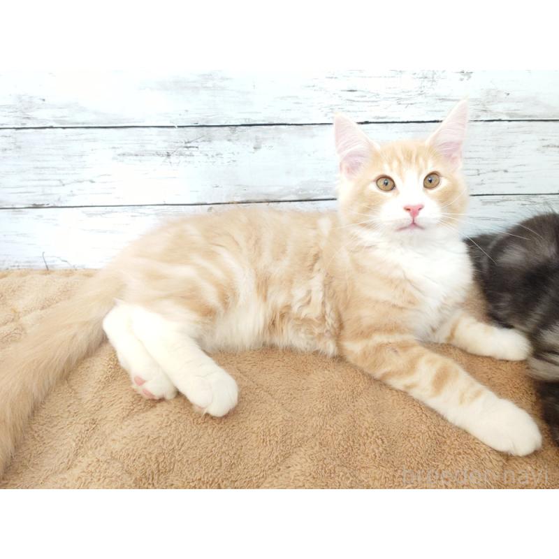 商談中の東京都のノルウェージャンフォレストキャット-130925の2枚目