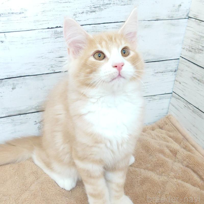 商談中の東京都のノルウェージャンフォレストキャット-130925