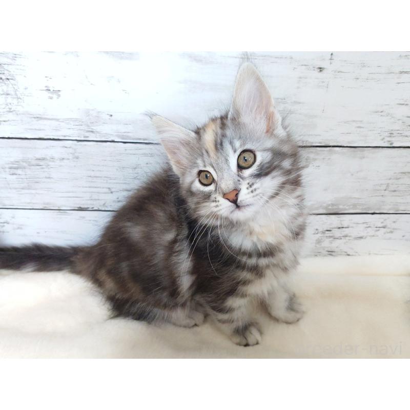 販売中の東京都のノルウェージャンフォレストキャット-130926の7枚目