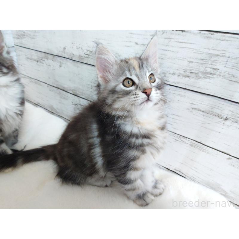 販売中の東京都のノルウェージャンフォレストキャット-130926の8枚目