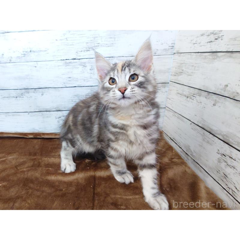 販売中の東京都のノルウェージャンフォレストキャット-130926の6枚目