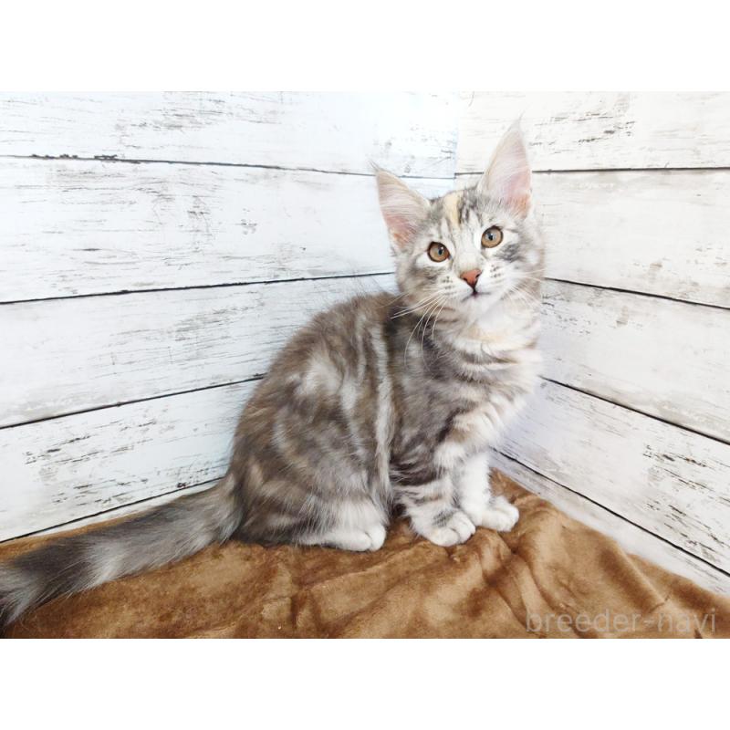 販売中の東京都のノルウェージャンフォレストキャット-130926の5枚目