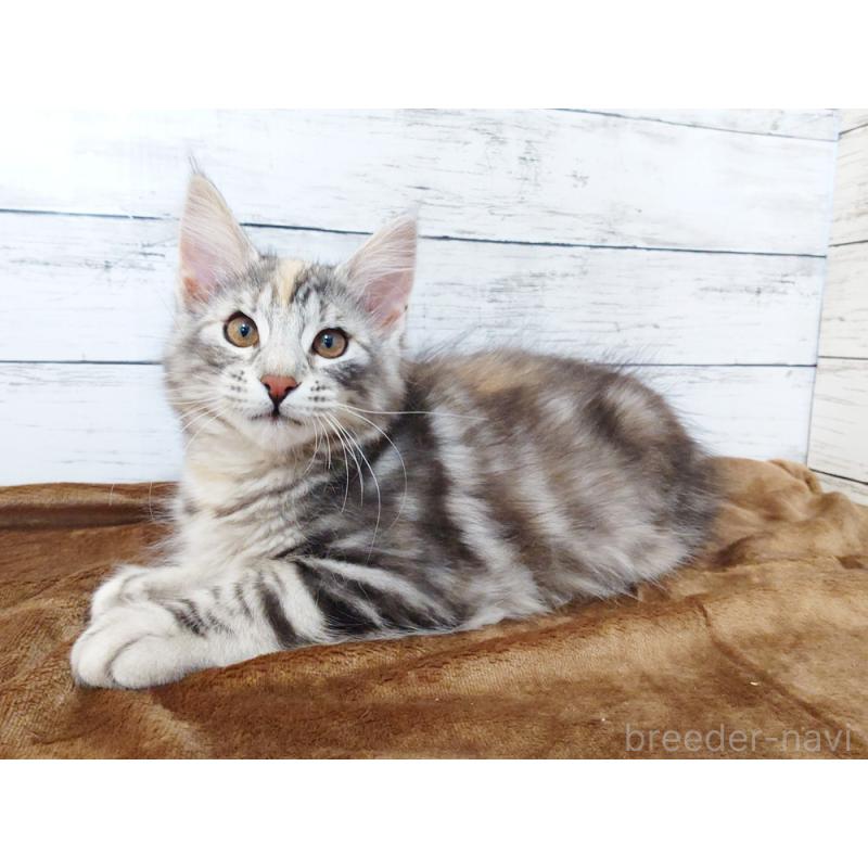 販売中の東京都のノルウェージャンフォレストキャット-130926の4枚目