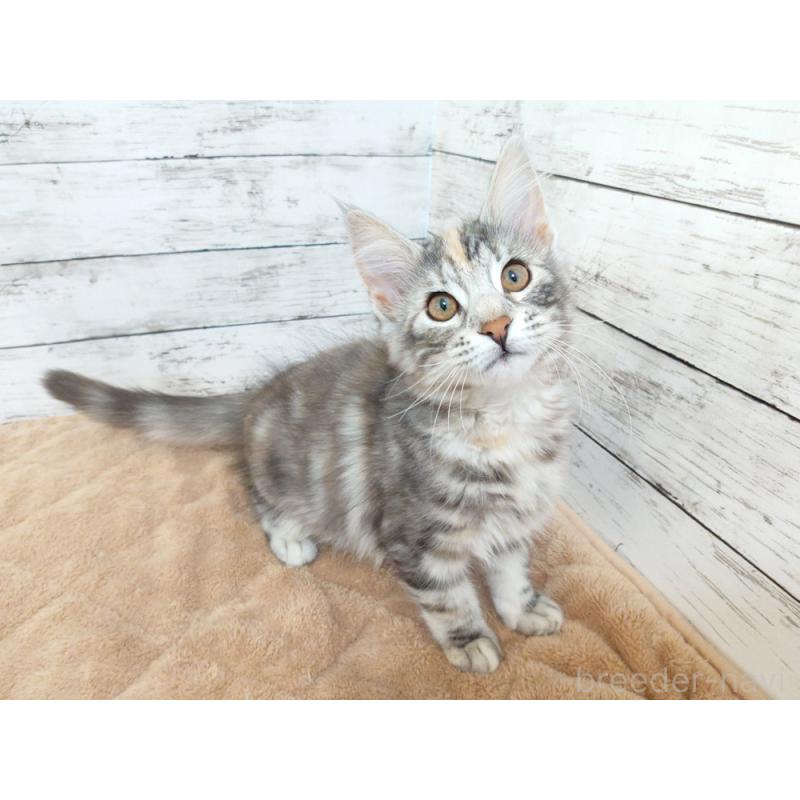 販売中の東京都のノルウェージャンフォレストキャット-130926の3枚目