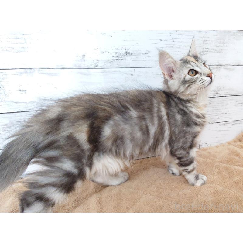 販売中の東京都のノルウェージャンフォレストキャット-130926の2枚目