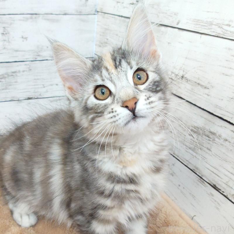 販売中の東京都のノルウェージャンフォレストキャット-130926