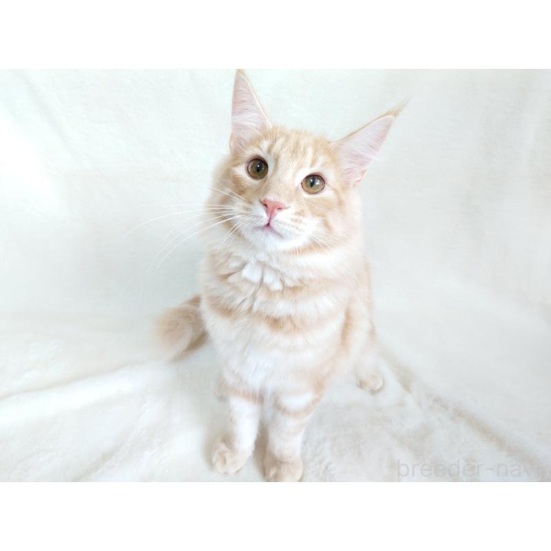 成約済の東京都のノルウェージャンフォレストキャット-121227の5枚目