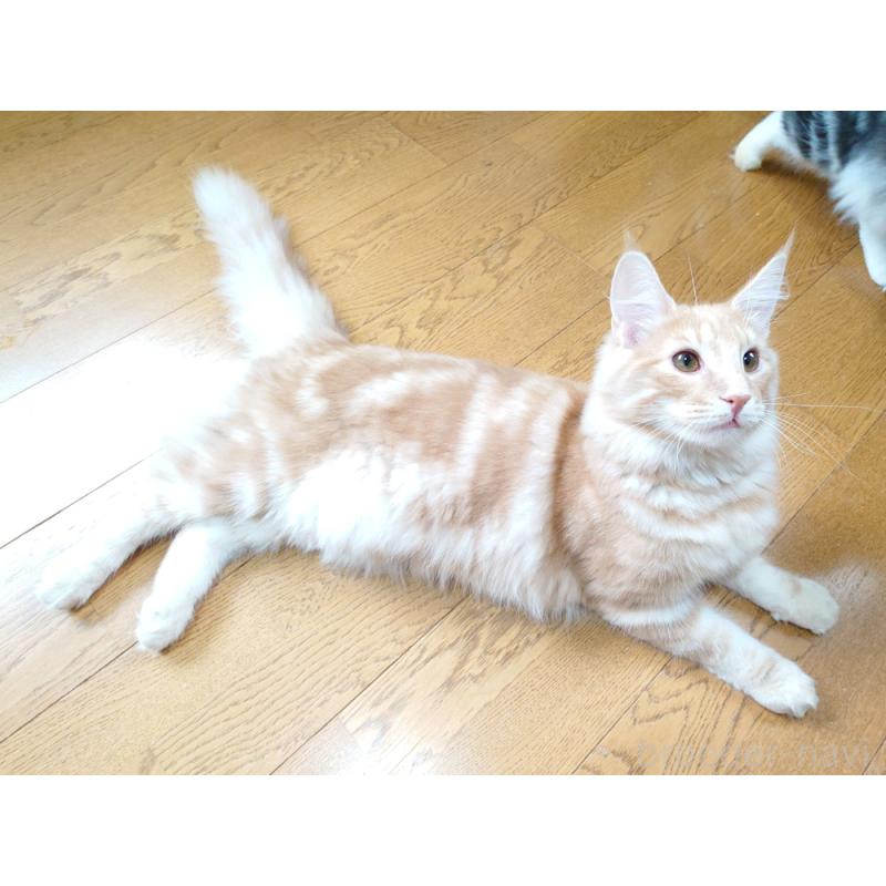 成約済の東京都のノルウェージャンフォレストキャット-121227の4枚目