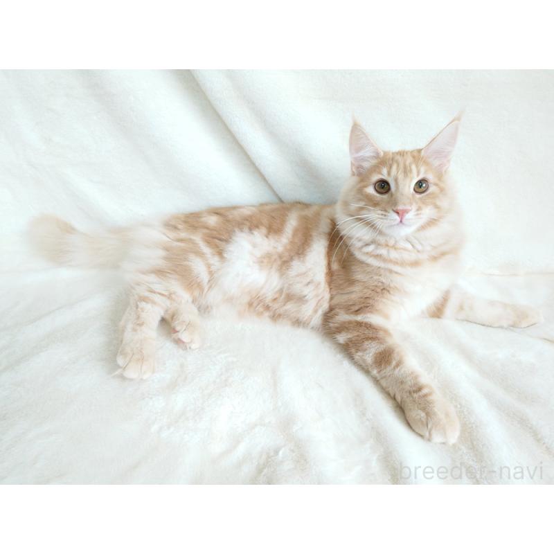 成約済の東京都のノルウェージャンフォレストキャット-121227の3枚目