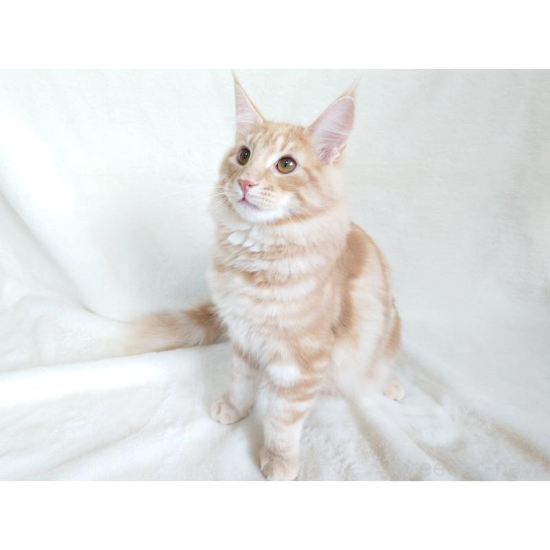 成約済の東京都のノルウェージャンフォレストキャット-121227の2枚目