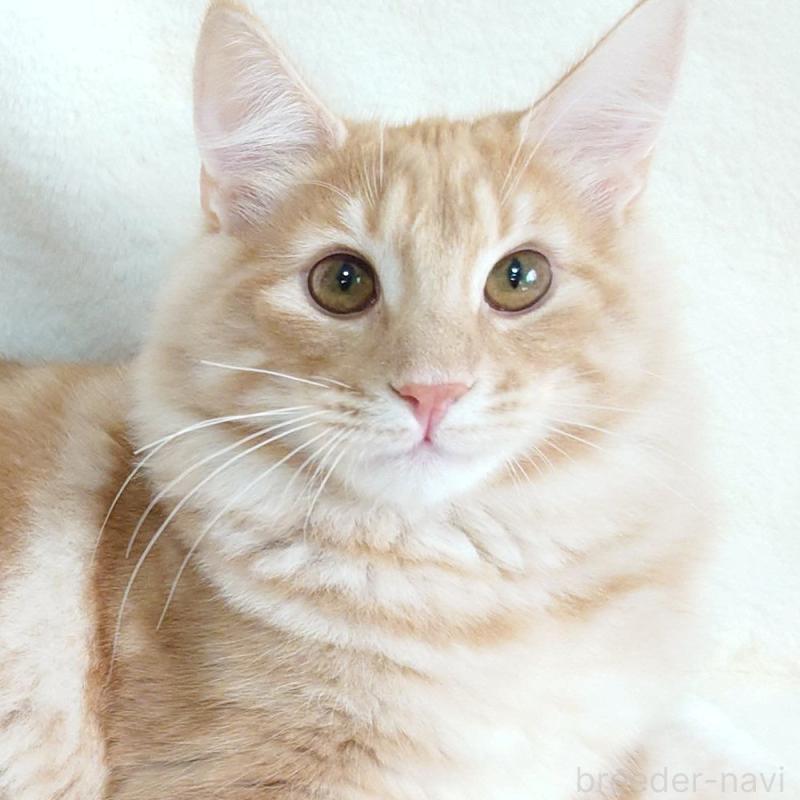 成約済の東京都のノルウェージャンフォレストキャット-121227の1枚目