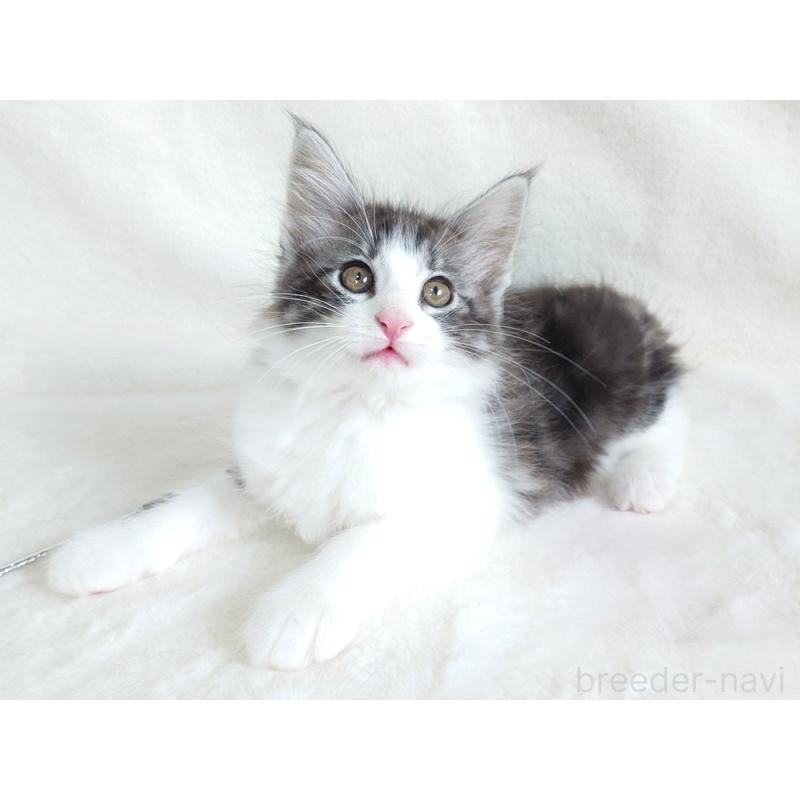 販売中の東京都のノルウェージャンフォレストキャット-130923の10枚目