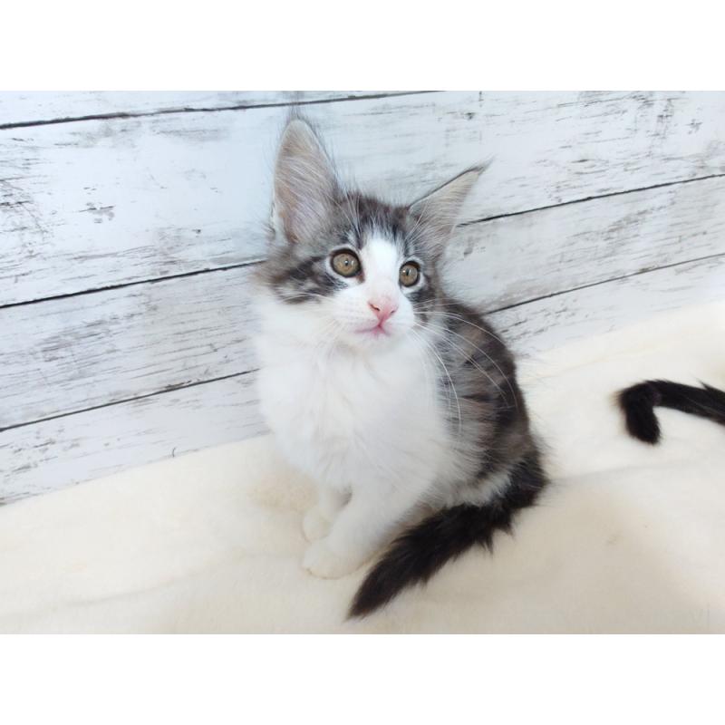 販売中の東京都のノルウェージャンフォレストキャット-130923の8枚目