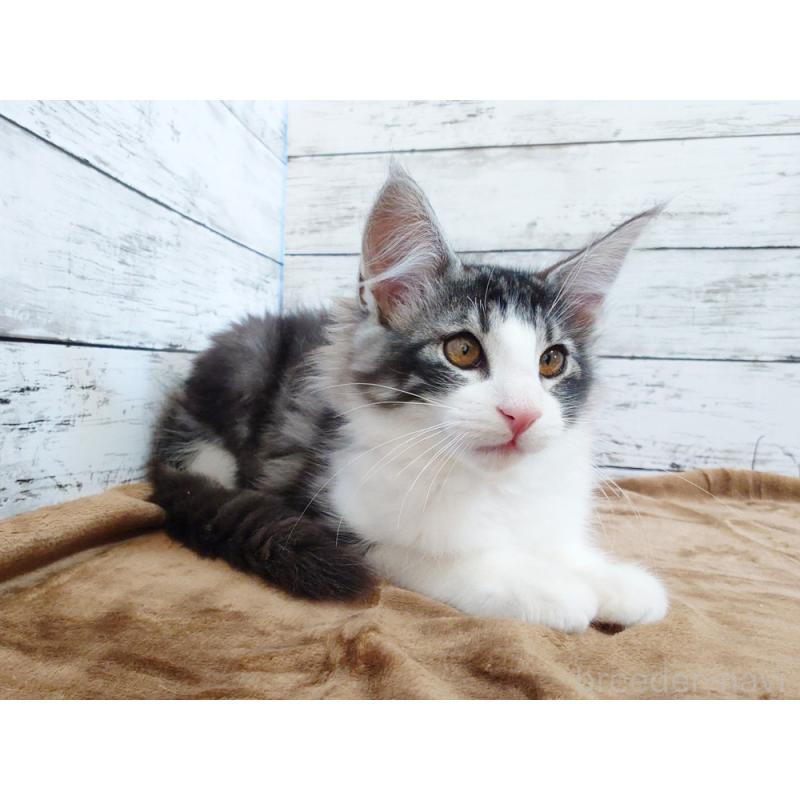 販売中の東京都のノルウェージャンフォレストキャット-130923の6枚目