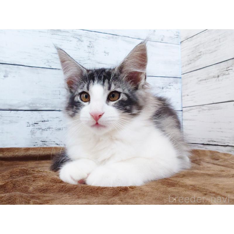 販売中の東京都のノルウェージャンフォレストキャット-130923の5枚目