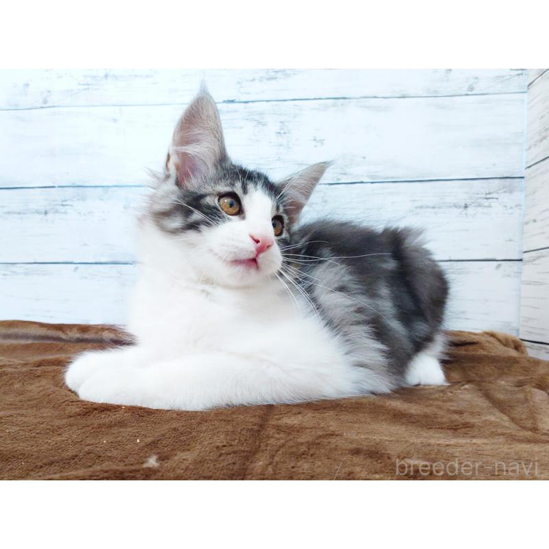 販売中の東京都のノルウェージャンフォレストキャット-130923の4枚目
