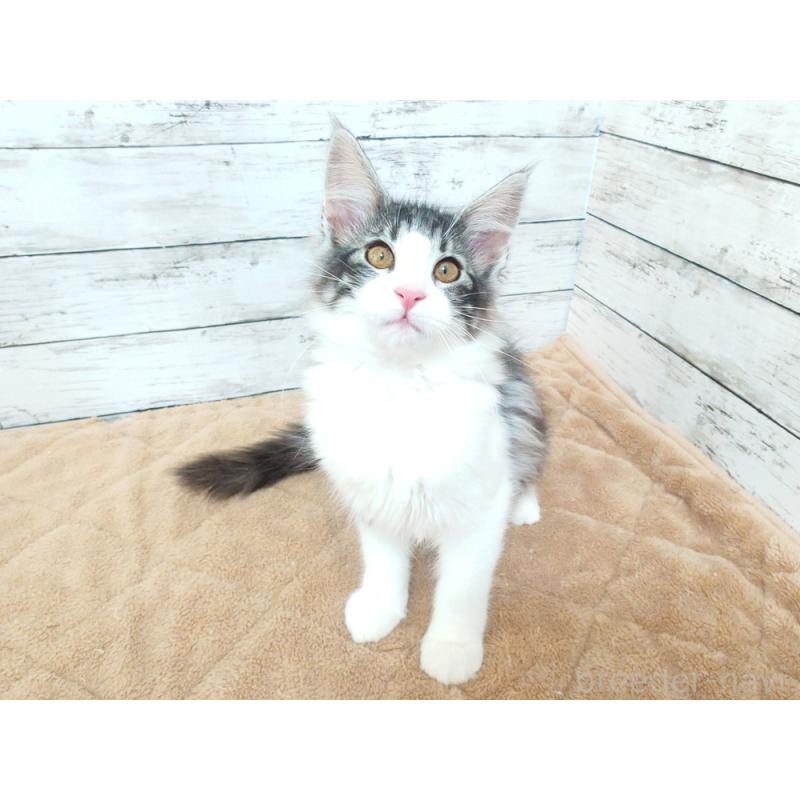 販売中の東京都のノルウェージャンフォレストキャット-130923の3枚目