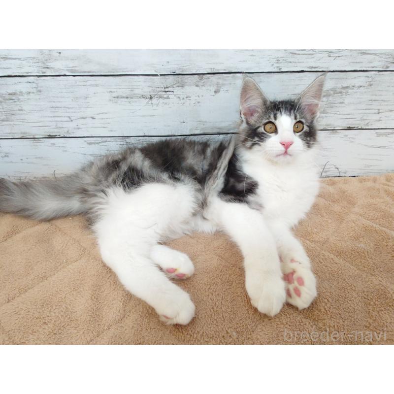 販売中の東京都のノルウェージャンフォレストキャット-130923の2枚目