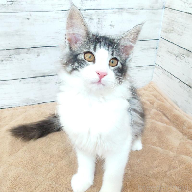 販売中の東京都のノルウェージャンフォレストキャット-130923