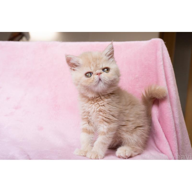 販売中の東京都のエキゾチックショートヘア-132295の9枚目