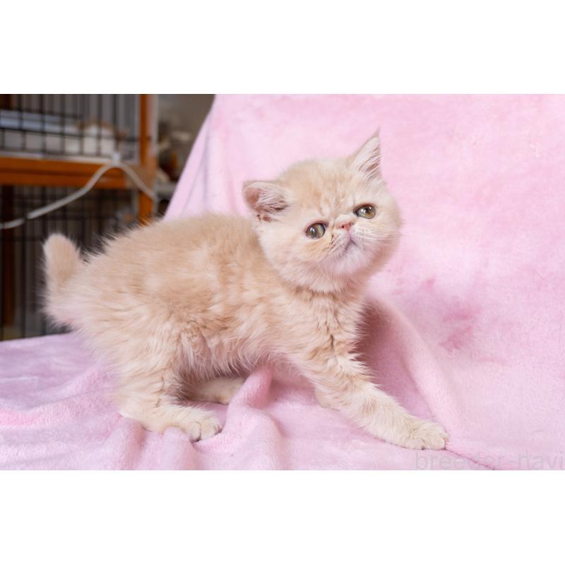 販売中の東京都のエキゾチックショートヘア-132295の8枚目