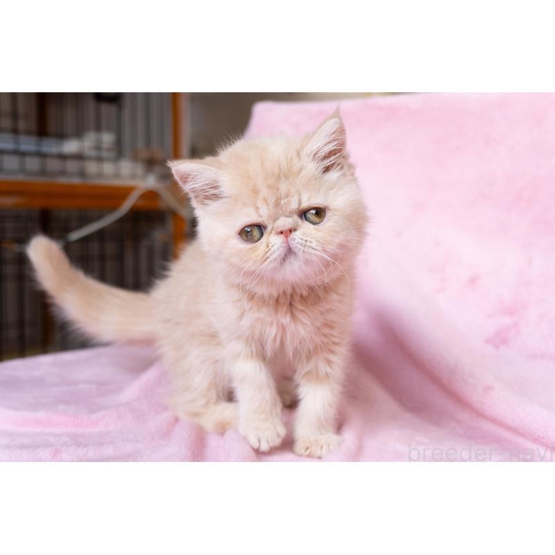 販売中の東京都のエキゾチックショートヘア-132295の7枚目