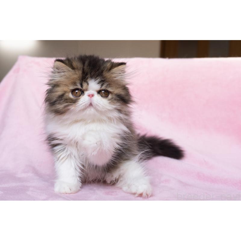 販売中の東京都のエキゾチックロングヘア-132297の5枚目