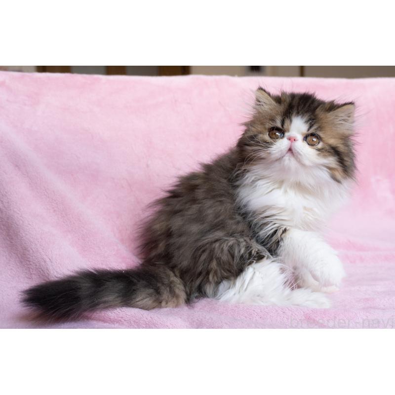 販売中の東京都のエキゾチックロングヘア-132297の4枚目