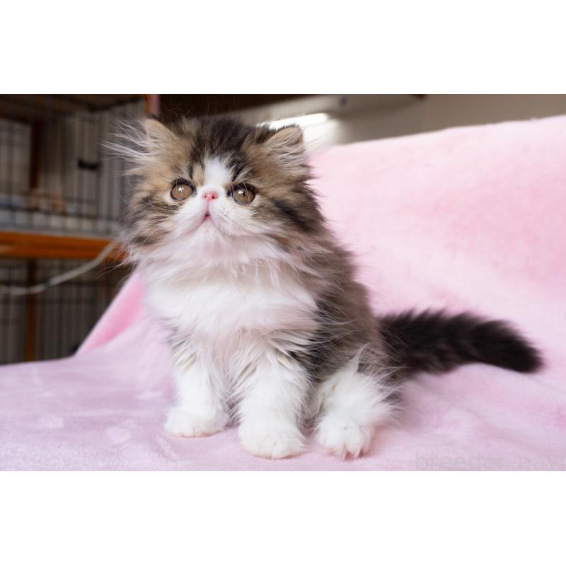 販売中の東京都のエキゾチックロングヘア-132297の3枚目