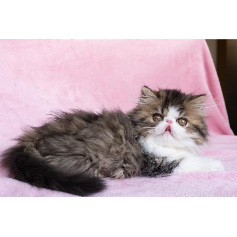 販売中の東京都のエキゾチックロングヘア-132297の2枚目