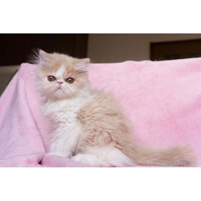 販売中の神奈川県のエキゾチックロングヘア-132299の30枚目