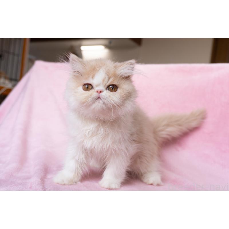 販売中の神奈川県のエキゾチックロングヘア-132299の29枚目