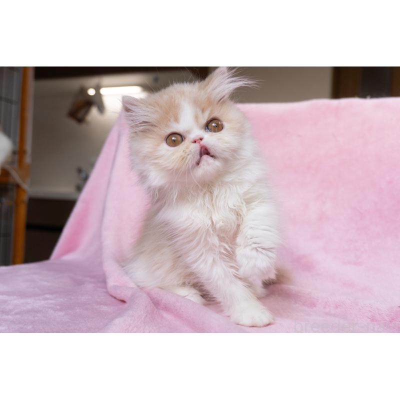 販売中の神奈川県のエキゾチックロングヘア-132299の28枚目