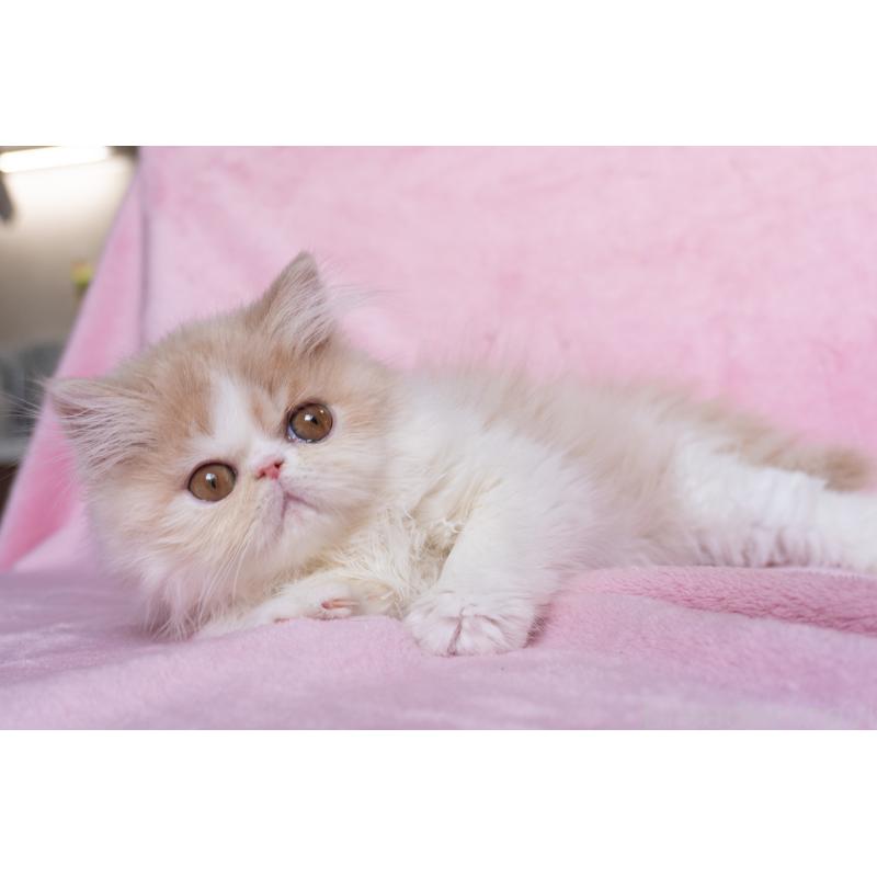 販売中の神奈川県のエキゾチックロングヘア-132299の27枚目