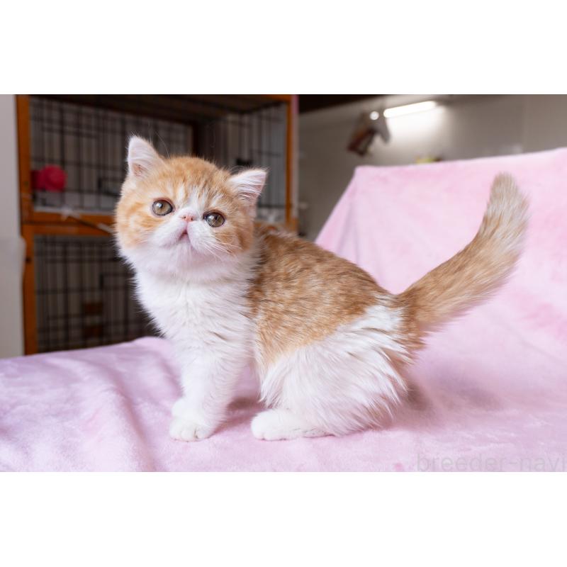 販売中の神奈川県のエキゾチックショートヘア-132300の35枚目