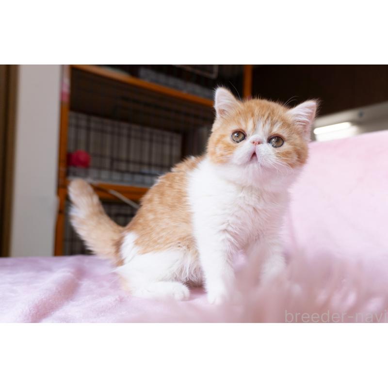 販売中の神奈川県のエキゾチックショートヘア-132300の33枚目