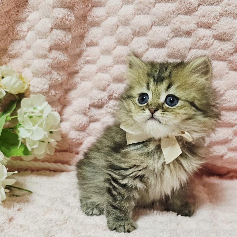 販売中の茨城県のペルシャ(チンチラ)-135291の31枚目