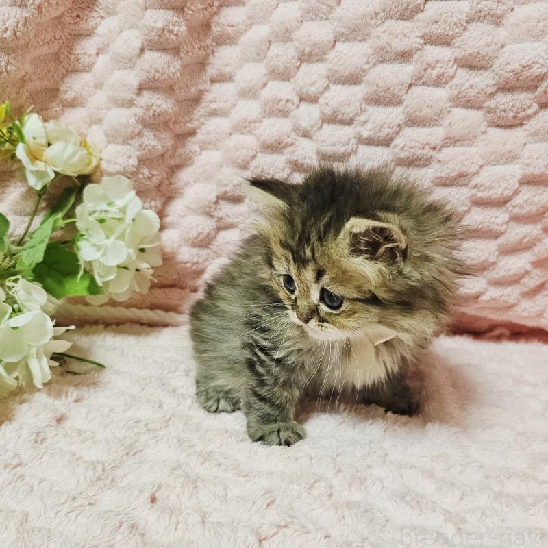 販売中の茨城県のペルシャ(チンチラ)-135291の30枚目