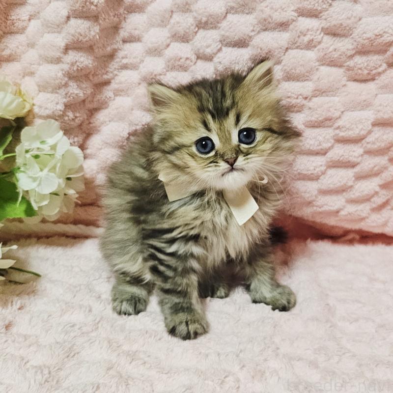 販売中の茨城県のペルシャ(チンチラ)-135291の29枚目