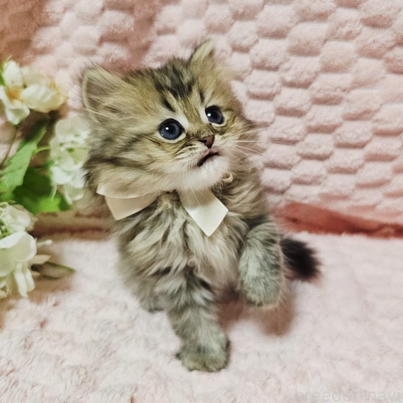 販売中の茨城県のペルシャ(チンチラ)-135291の28枚目