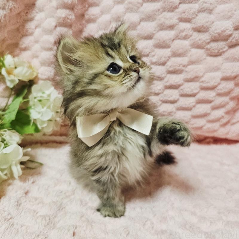 販売中の茨城県のペルシャ(チンチラ)-135291の27枚目