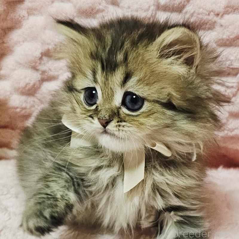 販売中の茨城県のペルシャ(チンチラ)-135291の26枚目